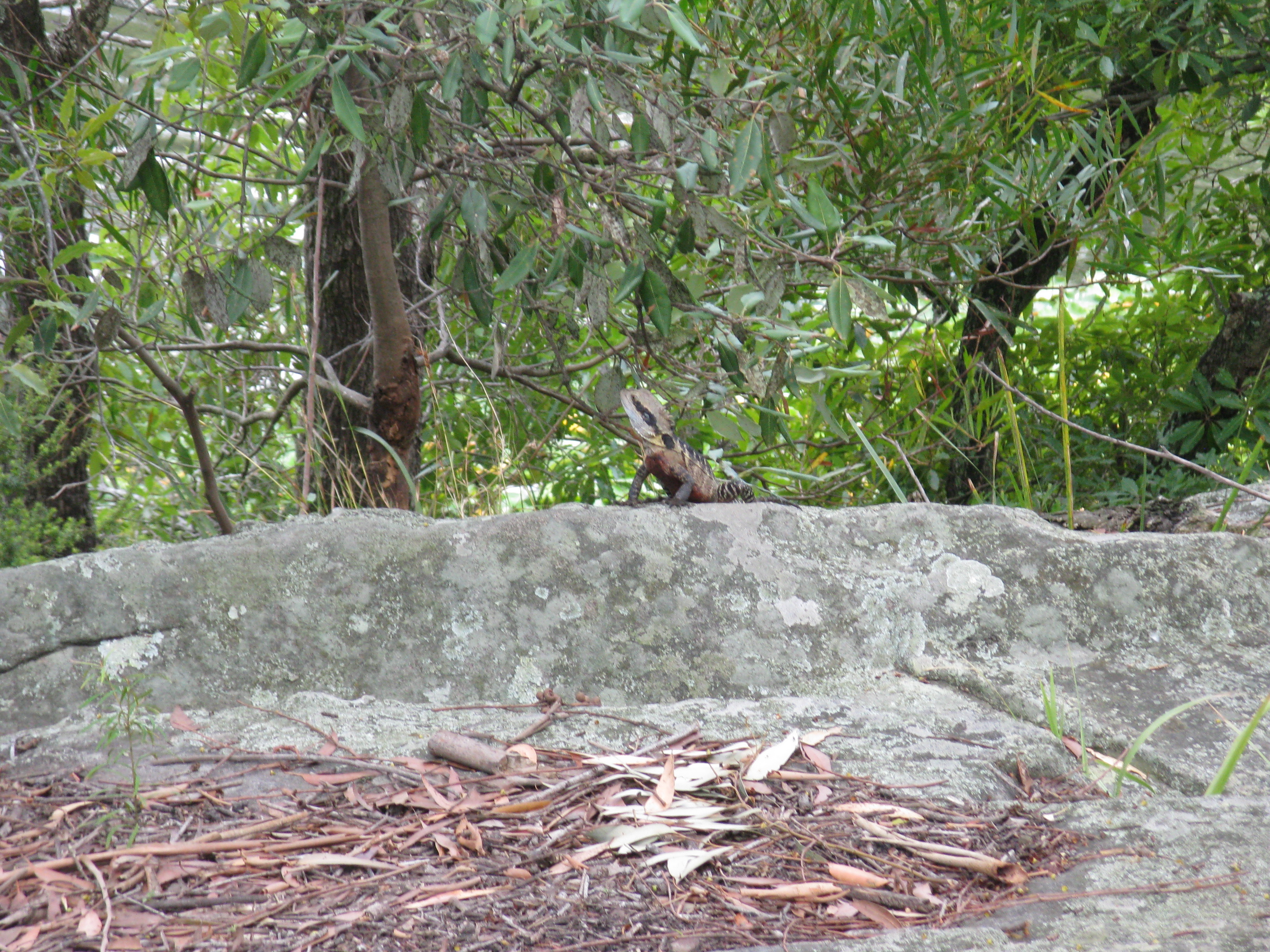 Eastern water dragon, Lake Parramatta