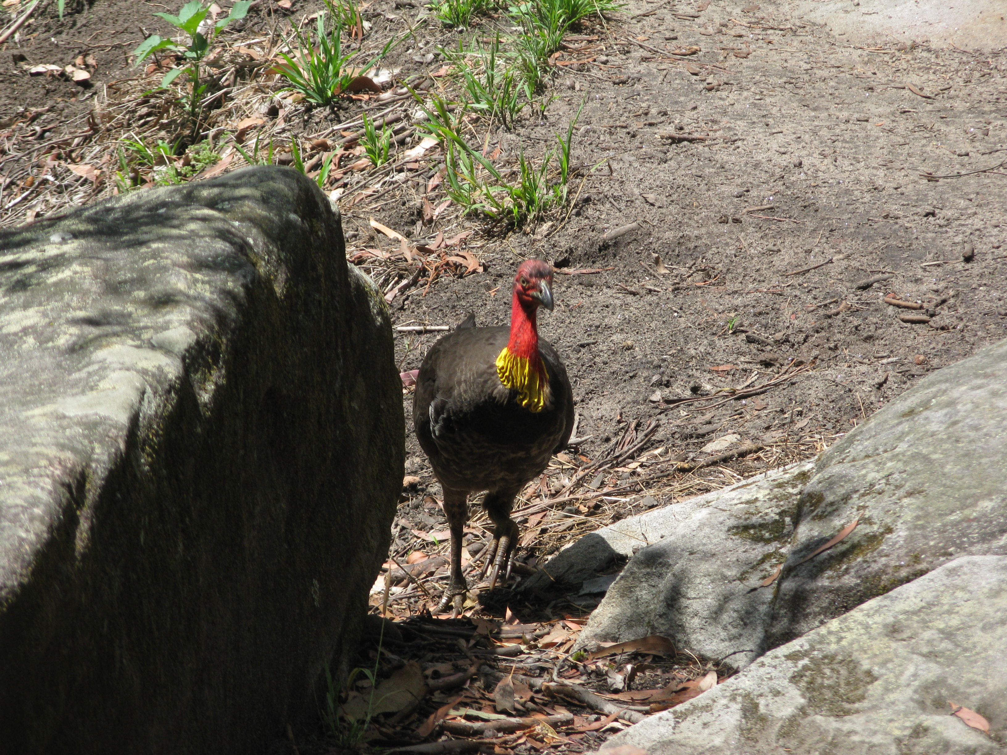 Australian brushturkey, Lake Parramatta