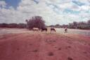 Tropic of Capricorn
