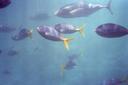 GreatBarrierReef