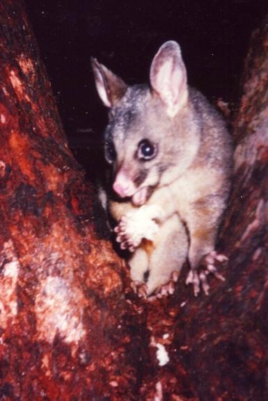 Possum
