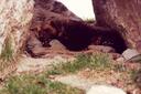 A bear