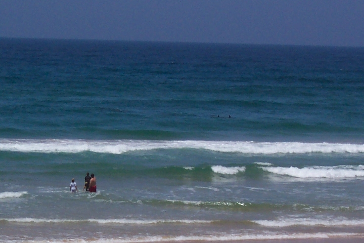 Dolphins, StocktonBeach