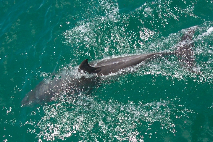 PortStephens Dolphin