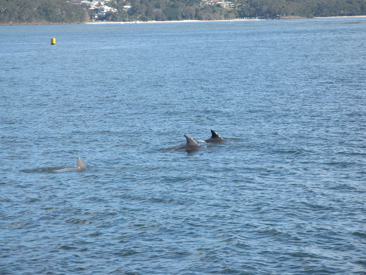 Dolphins, PortStephens
