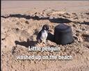 PenguinBeach