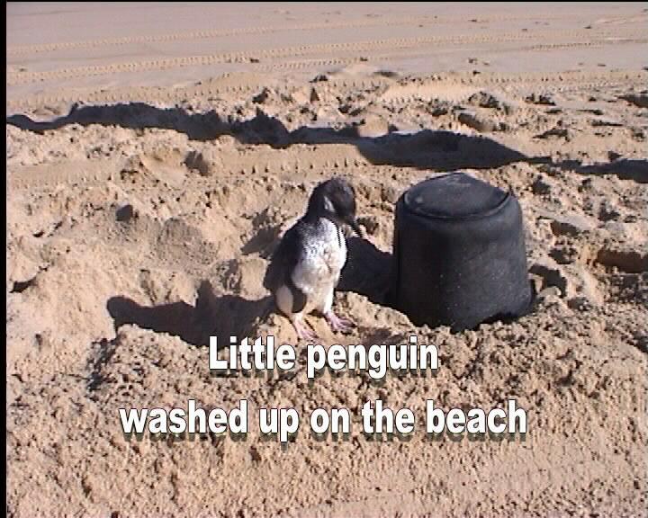 PenguinBeach