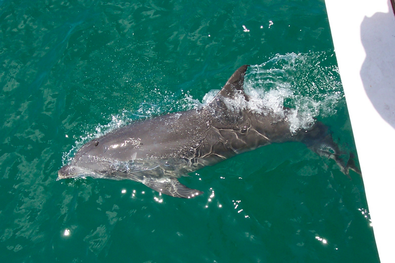 PortStephens Dolphin